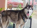 Husky for Crossing