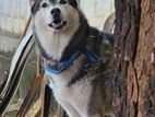 Husky For Crossing(Stud) In Kandy