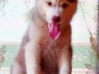Siberian Husky Puppy