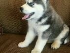 Husky Dog