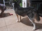 Husky