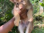 Husky Puppy