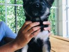 Husky - German Shepard Mix