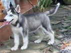 Husky Male Puppy