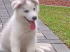Husky Puppies