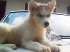 Husky Puppies