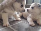 Husky Puppies