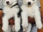 Husky Puppies