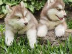 Husky Puppies