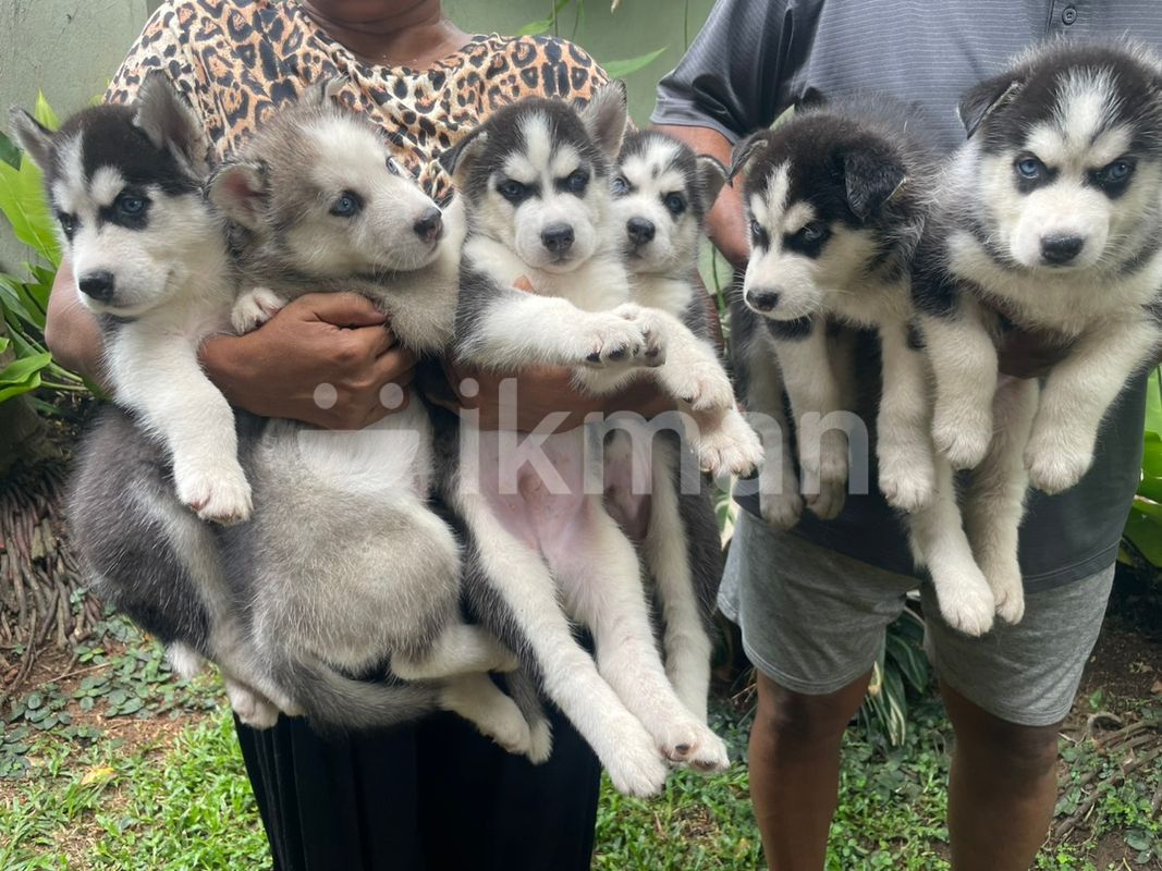 Husky Puppies for Sale in Mount Lavinia ikman