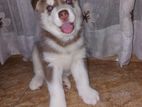 Husky Puppies