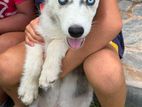 Husky Puppies