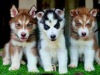 Husky Puppies