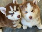 Husky Puppies