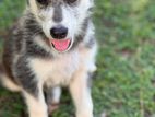 Husky Puppies