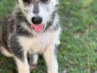 Husky Puppies