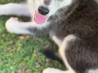 Husky Puppies