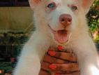 Husky Puppies