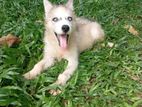 Husky Puppies
