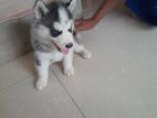 Husky Puppies