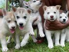 Husky Puppies