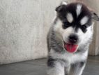 Husky Puppies