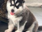 Husky Puppies