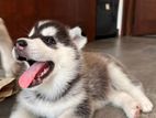Husky Puppies