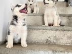 Husky Puppies