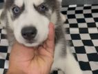 Husky Puppies