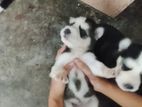 Husky Puppies