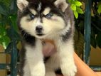 Husky Puppy