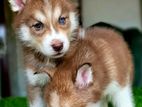 Husky puppy