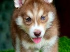 Husky Puppies