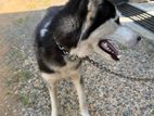 Husky Puppy for Sale