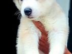 husky puppy