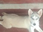 Husky Puppy