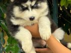 Husky Puppy