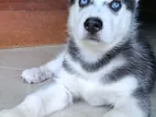 Husky Puppy
