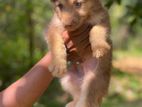 husky puppy