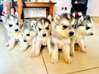 Husky Puppies