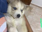 Husky Puppies
