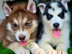 Husky Puppy