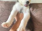Siberian Husky Puppy