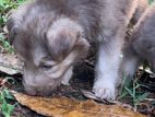Husky German Shepherd Mix Puppy