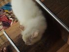 Persian Cat