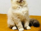Himalayan Kittens
