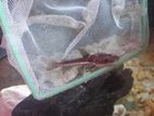 Hybrid Shovelnose Catfish