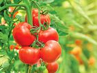 Hybrid Tomato Seeds