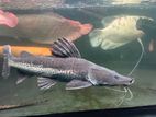 Hybrid Tsn Cat Fish